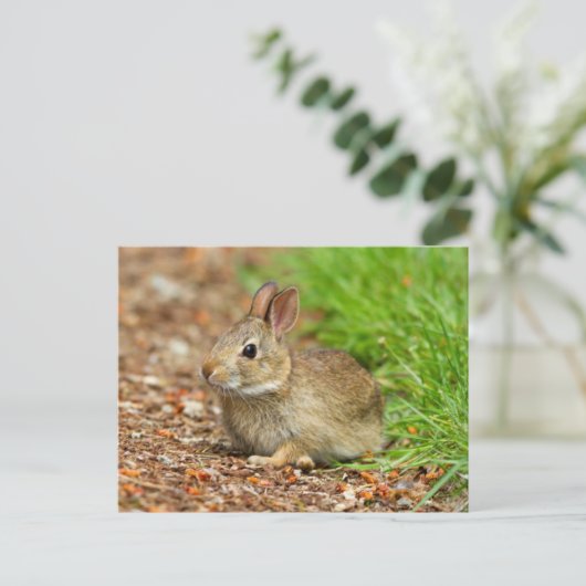 WA, Redmond, Eastern Cottontail Babyhase Postkarte (Stehend Vorderseite)