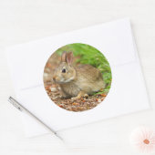 WA, Redmond, Eastern Cottontail Babyhase Runder Aufkleber (Umschlag)