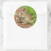 WA, Redmond, Eastern Cottontail Babyhase Runder Aufkleber (Tasche)