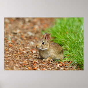 WA, Redmond, Eastern Cottontail Babykaninchen Poster
