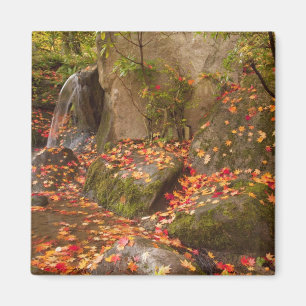 WA, Seattle, Washington Park Arboretum, Japanisch Magnet