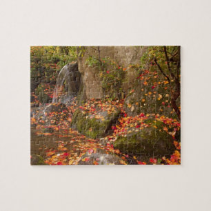 WA, Seattle, Washington Park Arboretum, Japanisch Puzzle