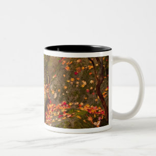 WA, Seattle, Washington Park Arboretum, Japanisch Zweifarbige Tasse
