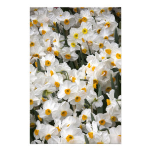 WA, Skagit Valley, affodisches Muster Fotodruck