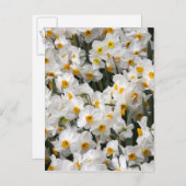 WA, Skagit Valley, affodisches Muster Postkarte (Vorne/Hinten)