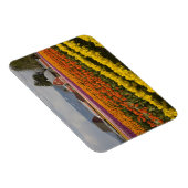 WA, Skagit Valley, Blütenfelder, Tulip Magnet (Rechte Seite)