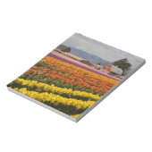 WA, Skagit Valley, Blütenfelder, Tulip Notizblock (Rotiert)