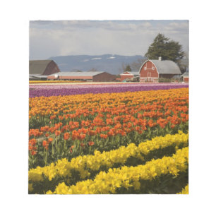 WA, Skagit Valley, Blütenfelder, Tulip Notizblock