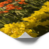 WA, Skagit Valley, Blütenfelder, Tulip Poster (Ecke)
