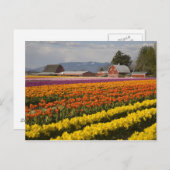 WA, Skagit Valley, Blütenfelder, Tulip Postkarte (Vorne/Hinten)