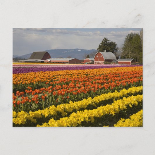 WA, Skagit Valley, Blütenfelder, Tulip Postkarte (Vorderseite)