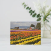 WA, Skagit Valley, Blütenfelder, Tulip Postkarte (Stehend Vorderseite)