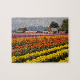 WA, Skagit Valley, Blütenfelder, Tulip Puzzle
