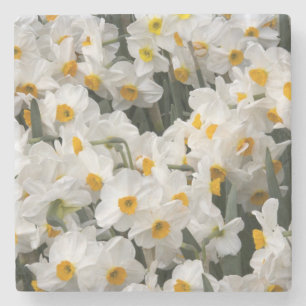 WA, Skagit Valley, Daffodil-Muster Steinuntersetzer