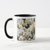 WA, Skagit Valley, Daffodil-Muster Tasse (Links)