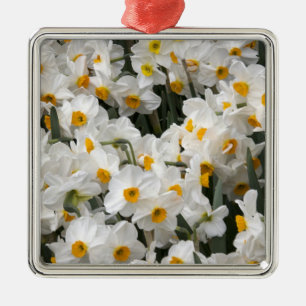 WA, Skagit Valley, Narzissenmuster Silbernes Ornament