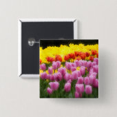 WA, Skagit Valley, Roozengaarde Tulip Garden, 2 Button (Vorne & Hinten)