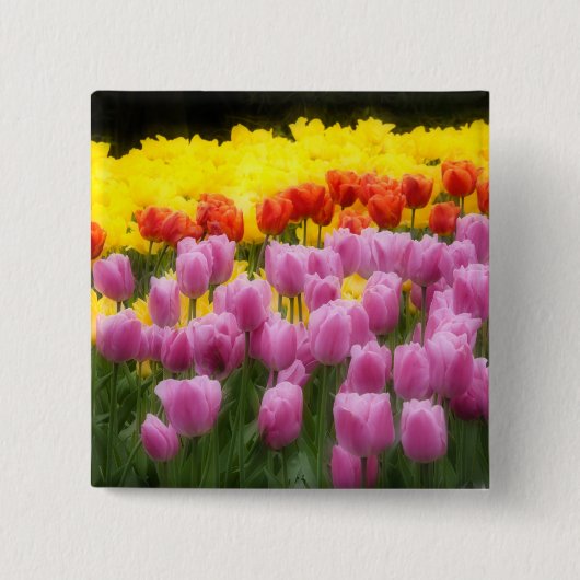 WA, Skagit Valley, Roozengaarde Tulip Garden, 2 Button (Vorderseite)
