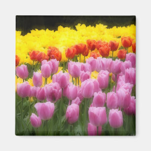 WA, Skagit Valley, Roozengaarde Tulip Garden, 2 Magnet
