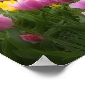 WA, Skagit Valley, Roozengaarde Tulip Garden, 2 Poster (Ecke)