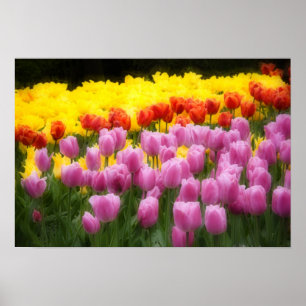 WA, Skagit Valley, Roozengaarde Tulip Garden, 2 Poster