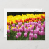 WA, Skagit Valley, Roozengaarde Tulip Garden, 2 Postkarte (Vorne/Hinten)