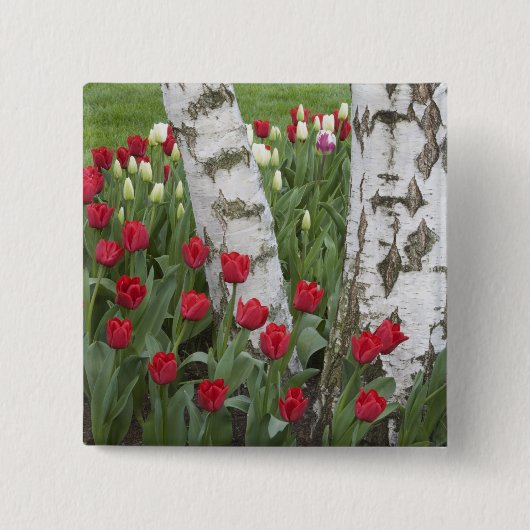 WA, Skagit Valley, Roozengaarde Tulip Garden Button (Vorderseite)