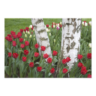 WA, Skagit Valley, Roozengaarde Tulip Garden Fotodruck