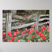 WA, Skagit Valley, Roozengaarde Tulip Garden, Poster (Vorne)