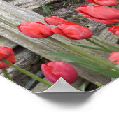 WA, Skagit Valley, Roozengaarde Tulip Garden, Poster (Ecke)
