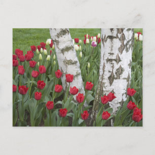 WA, Skagit Valley, Roozengaarde Tulip Garden Postkarte