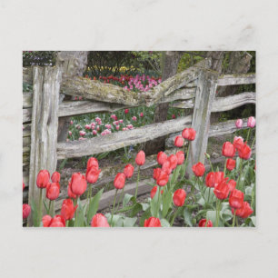 WA, Skagit Valley, Roozengaarde Tulip Garden, Postkarte