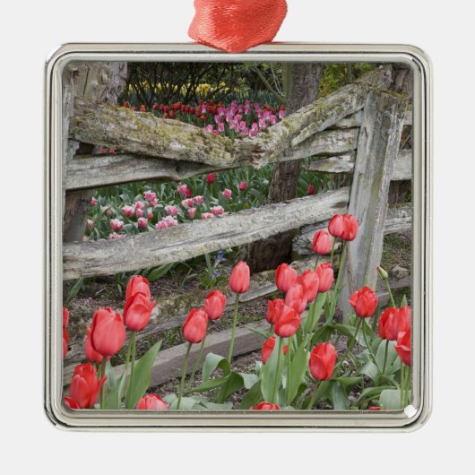WA, Skagit Valley, Roozengaarde Tulip Garden, Silbernes Ornament (Vorne)