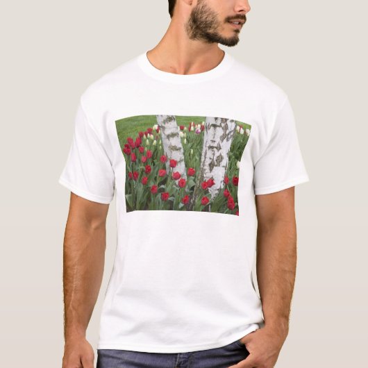 WA, Skagit Valley, Roozengaarde Tulip Garden T-Shirt (Vorderseite)