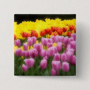 WA, Skagit Valley, Roozengaarde Tulip Garten, 2 Button