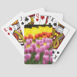 WA, Skagit Valley, Roozengaarde Tulipengarten, 2 Spielkarten