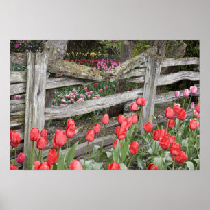 WA, Skagit Valley, Roozengaarde Tulipengarten, Poster