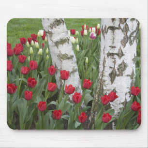 WA, Skagit Valley, Roozengaarde Tulipgarten Mousepad