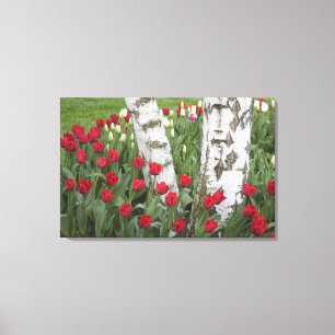 WA, Skagit Valley, Roozengaarde-Tulpen-Garten Leinwanddruck