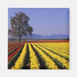 WA, Skagit Valley, Skagit Valley Tulip 2 Magnet