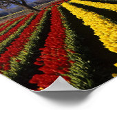 WA, Skagit Valley, Skagit Valley Tulip 2 Poster (Ecke)