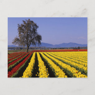 WA, Skagit Valley, Skagit Valley Tulip 2 Postkarte