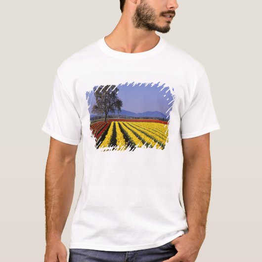 WA, Skagit Valley, Skagit Valley Tulip 2 T-Shirt (Vorderseite)
