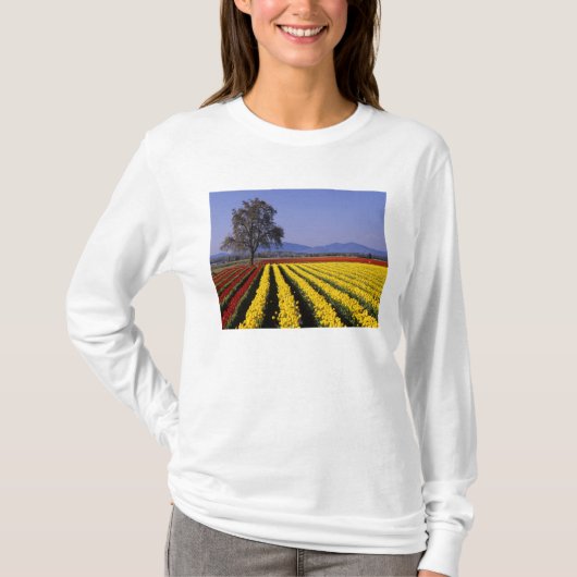 WA, Skagit Valley, Skagit Valley Tulip 2 T-Shirt (Vorderseite)