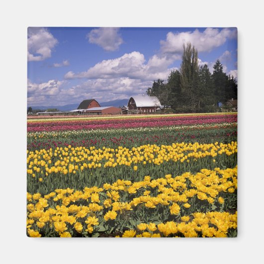 WA, Skagit Valley, Skagit Valley Tulip Magnet (Vorne)