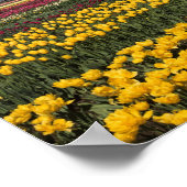 WA, Skagit Valley, Skagit Valley Tulip Poster (Ecke)