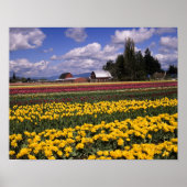 WA, Skagit Valley, Skagit Valley Tulip Poster (Vorne)