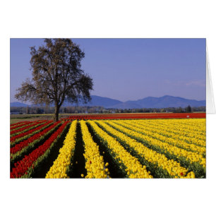 WA, Skagit Valley, Skagit Valley Tulpe 2