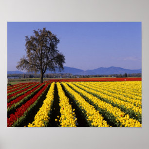 WA, Skagit Valley, Skagit Valley Tulpe 2 Poster