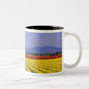 WA, Skagit Valley, Skagit Valley Tulpe 2 Zweifarbige Tasse